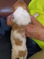 Boy #5, a male Brittany for sale in Mishawaka, IN – 2 of 4