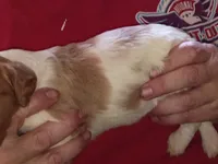 Boy #5, a male Brittany for sale in Mishawaka, IN – 4 of 4