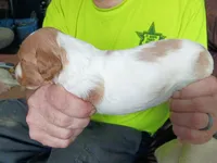 Boy #1, a male Brittany for sale in Mishawaka, IN – 3 of 4
