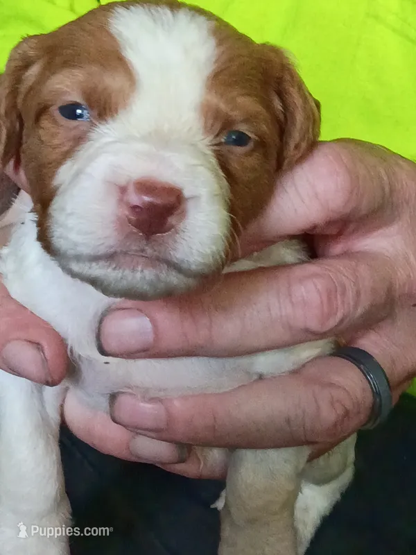 Boy #5 – Brittany puppy for sale in Mishawaka, IN