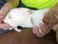 Boy #3, a male Brittany for sale in Mishawaka, IN – 3 of 4