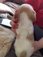 Boy #1, a male Brittany for sale in Mishawaka, IN – 2 of 4