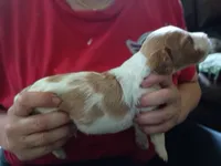 Boy #5, a male Brittany for sale in Mishawaka, IN – 3 of 4