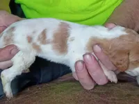 Boy #8, a male Brittany for sale in Mishawaka, IN – 3 of 4