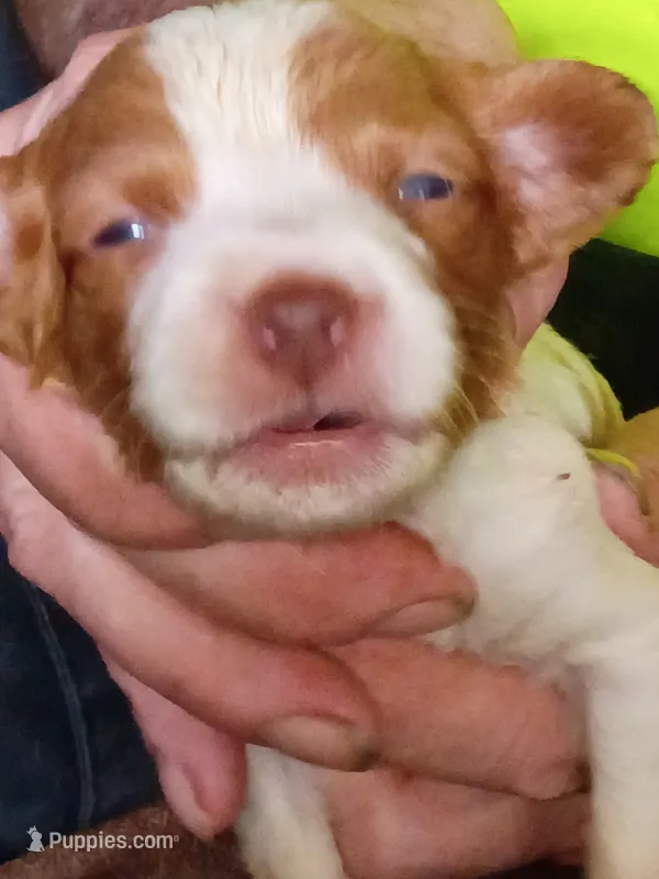 Boy #9 – Brittany puppy for sale in Mishawaka, IN