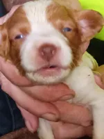 Boy #9, a male Brittany for sale in Mishawaka, IN – 1 of 4
