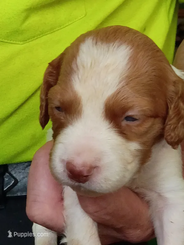 Boy #7 – Brittany puppy for sale in Mishawaka, IN