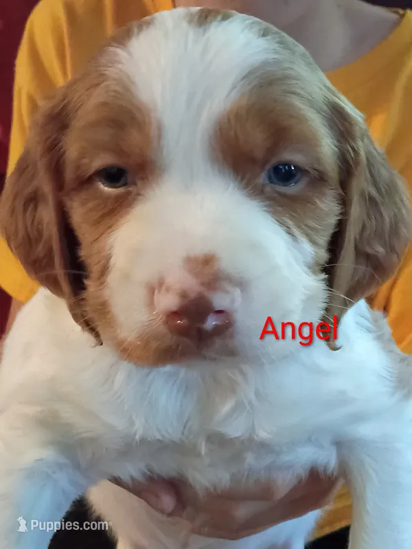 Angel – Brittany puppy for sale in Mishawaka, IN