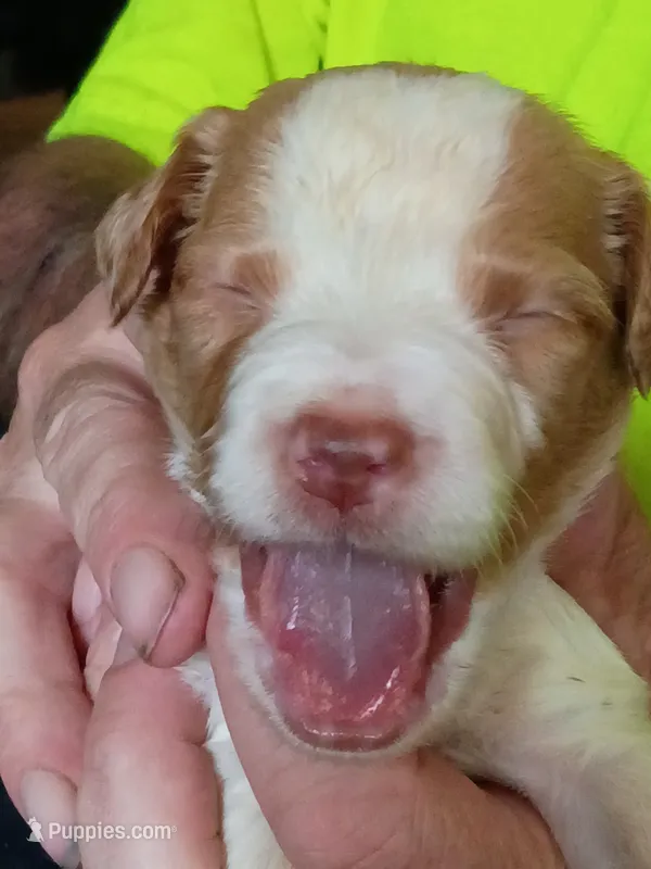 Boy #4 – Brittany puppy for sale in Mishawaka, IN
