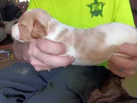 Girl #2, a female Brittany for sale in Mishawaka, IN – 4 of 4