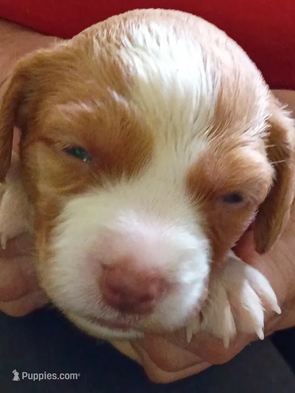 Girl #1 – Brittany puppy for sale in Mishawaka, IN