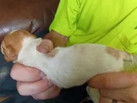 Girl #3, a female Brittany for sale in Mishawaka, IN – 3 of 4