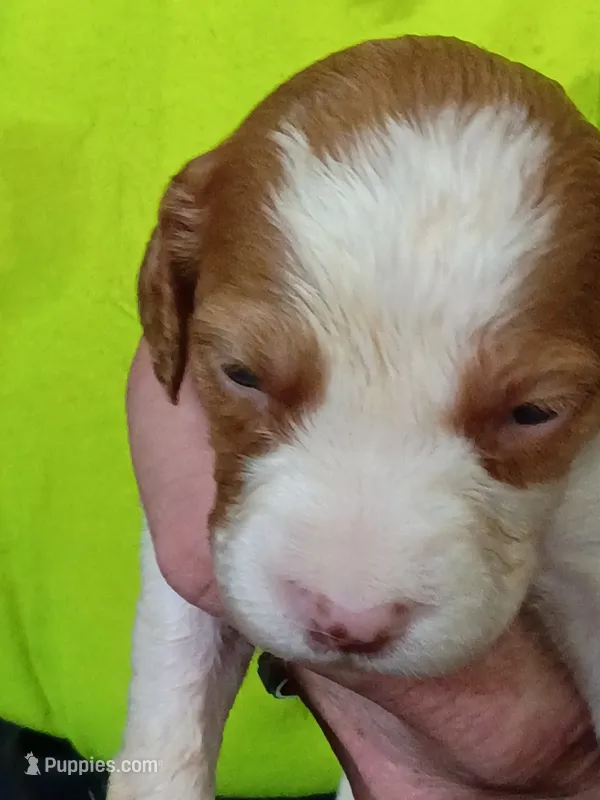 Boy #3 – Brittany puppy for sale in Mishawaka, IN