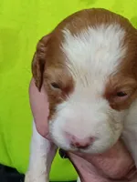 Boy #3, a male Brittany for sale in Mishawaka, IN – 1 of 4
