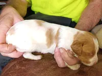 Boy #7, a male Brittany for sale in Mishawaka, IN – 3 of 4