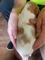 Boy #7, a male Brittany for sale in Mishawaka, IN – 2 of 4