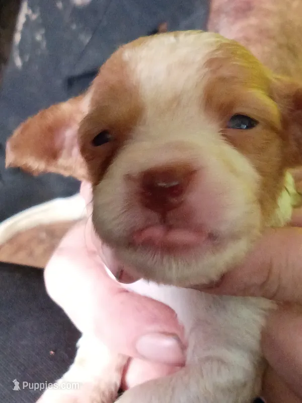 Girl #3 – Brittany puppy for sale in Mishawaka, IN