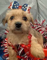 Hazel, a female Morkie for sale in Virginia Beach, VA – 4 of 5
