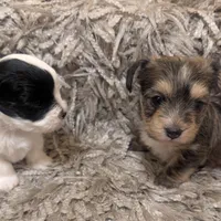 Bear, a male Yorkshire Terrier for sale in Virginia Beach, VA – Photo 4 of 4