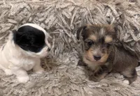 Bear, a male Yorkshire Terrier for sale in Virginia Beach, VA – Photo 3 of 3