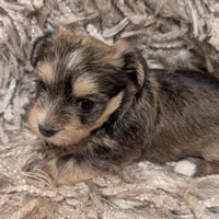 Bear, a male Yorkshire Terrier for sale in Virginia Beach, VA – Photo 3 of 4