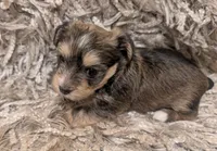 Bear, a male Yorkshire Terrier for sale in Virginia Beach, VA – Photo 2 of 3