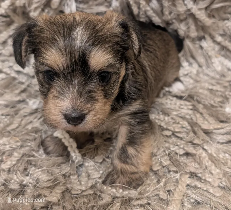 Bear, a male Yorkshire Terrier for sale in Virginia Beach, VA – Photo 1 of 3