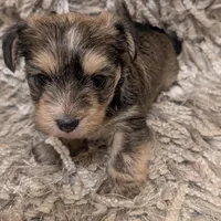 Bear, a male Yorkshire Terrier for sale in Virginia Beach, VA – Photo 2 of 4