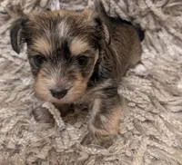 Bear, a male Yorkshire Terrier for sale in Virginia Beach, VA – Photo 1 of 3