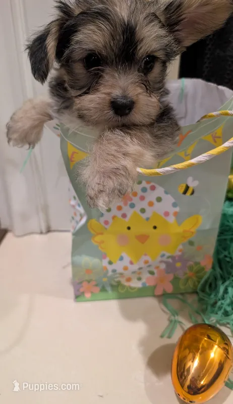 Bear – Yorkshire Terrier puppy for sale in Virginia Beach, VA