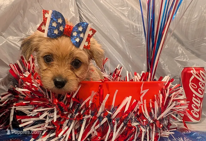 Hazel – Morkie puppy for sale in Virginia Beach, VA