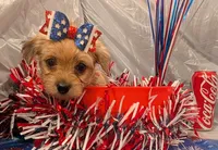 Hazel, a female Morkie for sale in Virginia Beach, VA – 1 of 5