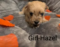 Hazel, a female Morkie for sale in Virginia Beach, VA – 1 of 2