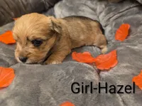 Hazel, a female Morkie for sale in Virginia Beach, VA – 2 of 2