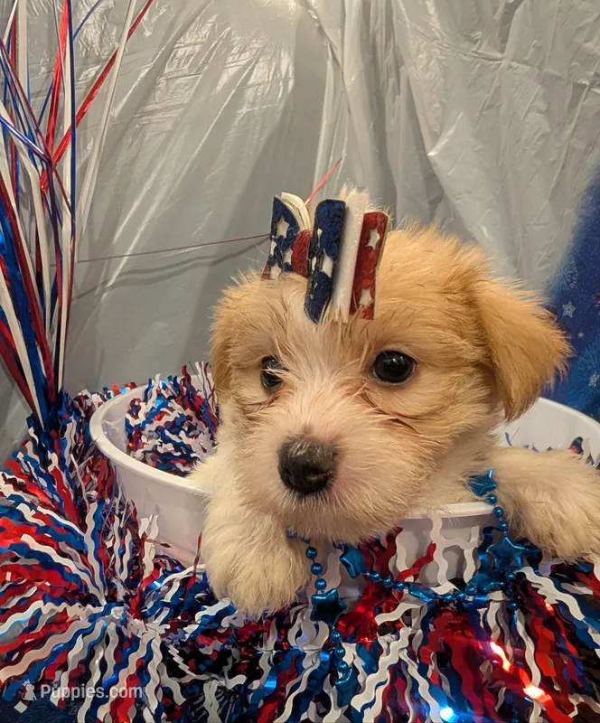 Fern – Morkie puppy for sale in Virginia Beach, VA