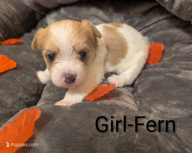 Fern – Morkie puppy for sale in Virginia Beach, VA