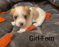 Fern, a female Morkie for sale in Virginia Beach, VA – 1 of 2