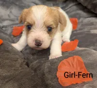 Fern, a female Morkie for sale in Virginia Beach, VA – 2 of 2