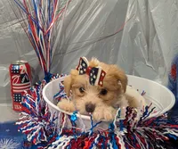 Fern, a female Morkie for sale in Virginia Beach, VA – 4 of 5