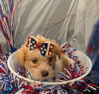Fern, a female Morkie for sale in Virginia Beach, VA – 5 of 5