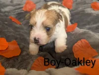 Oakley , a male Morkie for sale in Virginia Beach, VA – 1 of 2