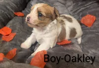Oakley , a male Morkie for sale in Virginia Beach, VA – 2 of 2