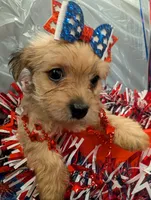 Hazel, a female Morkie for sale in Virginia Beach, VA – 5 of 5