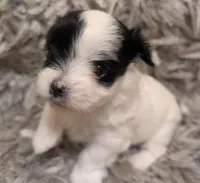 Panda , a female Yorkshire Terrier for sale in Virginia Beach, VA – Photo 2 of 3