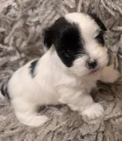 Panda , a female Yorkshire Terrier for sale in Virginia Beach, VA – Photo 1 of 3
