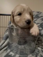Bowser, a male Great Pyrenees and Goldendoodle for sale in Richlands, NC – 1 of 3