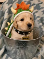 Bowser, a male Great Pyrenees and Goldendoodle for sale in Richlands, NC – 2 of 3