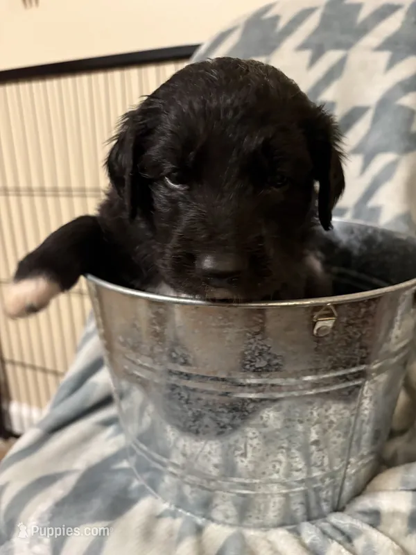 Eva – Great Pyrenees, Goldendoodle puppy for sale in Richlands, NC