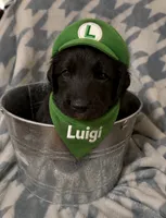 Luigi, a male Great Pyrenees and Goldendoodle for sale in Richlands, NC – 2 of 2