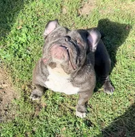 Bluey, a female American Bully for sale in Charlemont, MA – 5 of 6